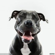自贸区第三波猜想：新疆西安重庆等地希望大_政策法规_新闻_矿道网